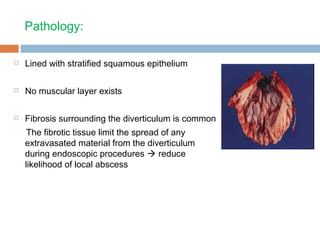 Pathology:
 Lined with stratified squamous epithelium
 No muscular layer exists
 Fibrosis surrounding the diverticulum is common
The fibrotic tissue limit the spread of any
extravasated material from the diverticulum
during endoscopic procedures  reduce
likelihood of local abscess
 