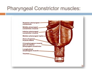 Pharyngeal Constrictor muscles:
 