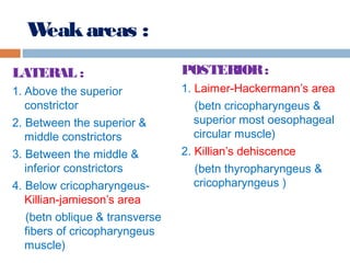 Weakareas :
LATERAL :
1. Above the superior
constrictor
2. Between the superior &
middle constrictors
3. Between the middle &
inferior constrictors
4. Below cricopharyngeus-
Killian-jamieson’s area
(betn oblique & transverse
fibers of cricopharyngeus
muscle)
POSTERIOR:
1. Laimer-Hackermann’s area
(betn cricopharyngeus &
superior most oesophageal
circular muscle)
2. Killian’s dehiscence
(betn thyropharyngeus &
cricopharyngeus )
 