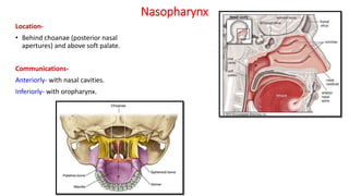 Anatomy of Pharynx | PPTX