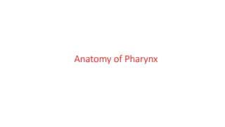 Anatomy of Pharynx
 