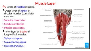 Gross Anatomy and Applied Anatomy of Pharynx | PPTX