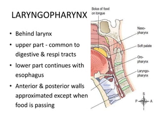 LARYNGOPHARYNX
• Behind larynx
• upper part - common to
digestive & respi tracts
• lower part continues with
esophagus
• Anterior & posterior walls
approximated except when
food is passing
 