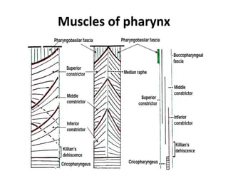 Muscles of pharynx
 