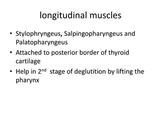 longitudinal muscles
• Stylophryngeus, Salpingopharyngeus and
Palatopharyngeus
• Attached to posterior border of thyroid
cartilage
• Help in 2nd stage of deglutition by lifting the
pharynx
 