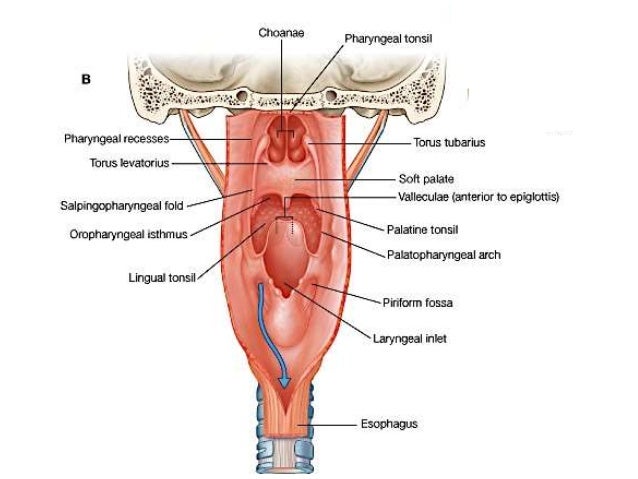 pharynx