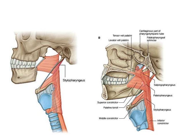 pharyngeal constrictor relationship pharyngeal constrictor relationship