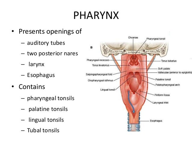 parts body o Pharynx parts body o Pharynx