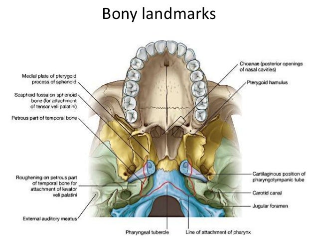 pharynx