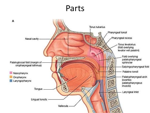 pharynx