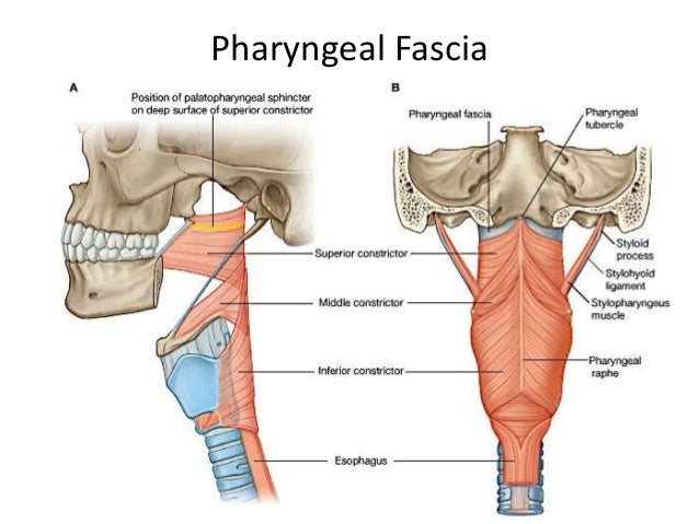 Pharynx 3d tonsil diagram 
