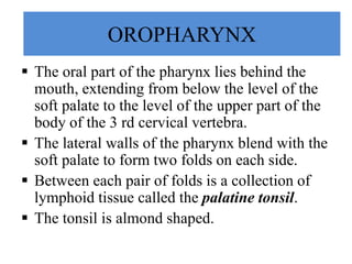 OROPHARYNX
 The oral part of the pharynx lies behind the
mouth, extending from below the level of the
soft palate to the level of the upper part of the
body of the 3 rd cervical vertebra.
 The lateral walls of the pharynx blend with the
soft palate to form two folds on each side.
 Between each pair of folds is a collection of
lymphoid tissue called the palatine tonsil.
 The tonsil is almond shaped.
 