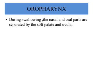  During swallowing ,the nasal and oral parts are
separated by the soft palate and uvula.
OROPHARYNX
 
