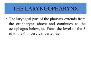 THE LARYNGOPHARYNX
• The laryngeal part of the pharynx extends from
the oropharynx above and continues as the
oesophagus below, ie. From the level of the 3
rd to the 6 th cervical vertebrae.
 