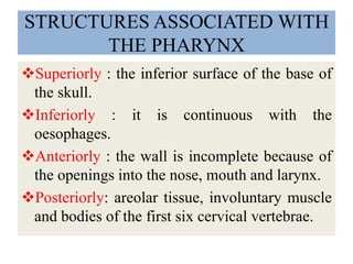 STRUCTURES ASSOCIATED WITH
THE PHARYNX
Superiorly : the inferior surface of the base of
the skull.
Inferiorly : it is continuous with the
oesophages.
Anteriorly : the wall is incomplete because of
the openings into the nose, mouth and larynx.
Posteriorly: areolar tissue, involuntary muscle
and bodies of the first six cervical vertebrae.
 