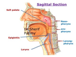 Naso-
pharynx
oro-
pharynx
Laryng-
pharynx
Soft palate
Epiglottis
Larynx
Sagittal Section
Dr.Sherif
Fahmy
 