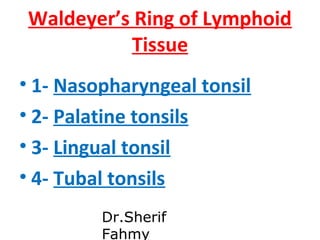 Waldeyer’s Ring of Lymphoid
Tissue
• 1- Nasopharyngeal tonsil
• 2- Palatine tonsils
• 3- Lingual tonsil
• 4- Tubal tonsils...