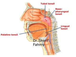 Palatine tonsil
Naso-
pharyngeal
tonsil
Tubal tonsil
Lingual
tonsil
Dr.Sherif
Fahmy
 