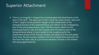 Superior Attachment
 There is an irregular C-shaped line of pharyngeal wall attachment on the
base of the skull . The open part of the C faces the nasal cavities. Each arm
of the C begins at the posterior margin of the medial plate of the
pterygoid process of the sphenoid bone, just inferior to the cartilaginous
part of the pharyngotympanic tube. The line crosses inferior to the
pharyngotympanic tube and then passes onto the petrous part of the
temporal bone where it is just medial to the roughening for the
attachment of one of the muscles (levator veli palatini) of the soft palate.
From here, the line swings medially onto the occipital bone and joins the
line from the other side at a prominent elevation of bone in the midline
(the pharyngeal tubercle) .
 