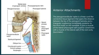 Anterior Attachments
The pterygomandibular raphe is a linear cord-like
connective tissue ligament that spans the distance
between the tip of the pterygoid hamulus and a
triangular roughening immediately posterior to
the third molar on the mandible. It joins a muscle
of the lateral pharyngeal wall (superior constrictor)
with a muscle of the lateral wall of the oral cavity
(buccinator) .
 