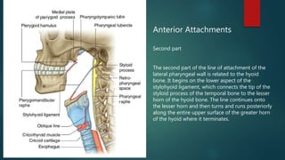 Anterior Attachments
Second part
The second part of the line of attachment of the
lateral pharyngeal wall is related to the hyoid
bone. It begins on the lower aspect of the
stylohyoid ligament, which connects the tip of the
styloid process of the temporal bone to the lesser
horn of the hyoid bone. The line continues onto
the lesser horn and then turns and runs posteriorly
along the entire upper surface of the greater horn
of the hyoid where it terminates.
 