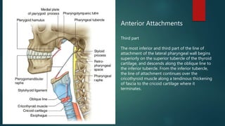 Anterior Attachments
Third part
The most inferior and third part of the line of
attachment of the lateral pharyngeal wall begins
superiorly on the superior tubercle of the thyroid
cartilage, and descends along the oblique line to
the inferior tubercle. From the inferior tubercle,
the line of attachment continues over the
cricothyroid muscle along a tendinous thickening
of fascia to the cricoid cartilage where it
terminates.
 