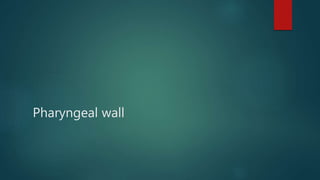 Pharyngeal wall
 