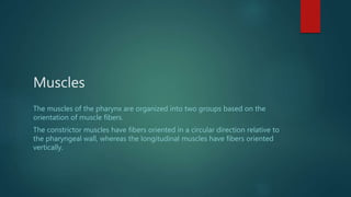 Muscles
The muscles of the pharynx are organized into two groups based on the
orientation of muscle fibers.
The constrictor muscles have fibers oriented in a circular direction relative to
the pharyngeal wall, whereas the longitudinal muscles have fibers oriented
vertically.
 