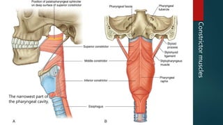 Constrictormuscles
The narrowest part of
the pharyngeal cavity.
 