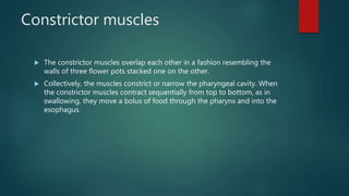 Constrictor muscles
 The constrictor muscles overlap each other in a fashion resembling the
walls of three flower pots stacked one on the other.
 Collectively, the muscles constrict or narrow the pharyngeal cavity. When
the constrictor muscles contract sequentially from top to bottom, as in
swallowing, they move a bolus of food through the pharynx and into the
esophagus.
 
