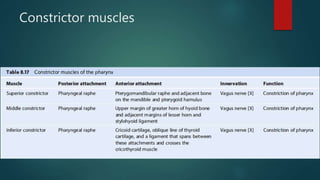 Constrictor muscles
 