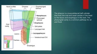 The pharynx is a musculofascial half-cylinder
that links the oral and nasal cavities in the head
to the larynx and esophagus in the neck. The
pharyngeal cavity is a common pathway for air
and food.
 