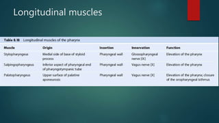 Longitudinal muscles
 
