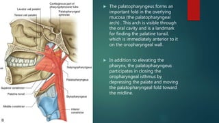  The palatopharyngeus forms an
important fold in the overlying
mucosa (the palatopharyngeal
arch) . This arch is visible through
the oral cavity and is a landmark
for finding the palatine tonsil,
which is immediately anterior to it
on the oropharyngeal wall.
 In addition to elevating the
pharynx, the palatopharyngeus
participates in closing the
oropharyngeal isthmus by
depressing the palate and moving
the palatopharyngeal fold toward
the midline.
 