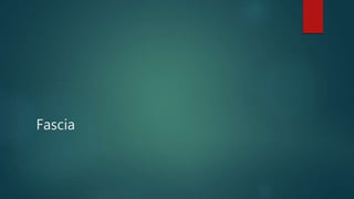 Fascia
 