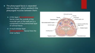  The pharyngeal fascia is separated
into two layers , which sandwich the
pharyngeal muscles between them:
 A thin layer (buccopharyngeal
fascia) coats the outside of the
muscular part of the wall and is a
component of the pretracheal layer
of cervical fascia
 A much thicker layer
(pharyngobasilar fascia) lines the
inner surface.
 