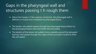 Gaps in the pharyngeal wall and
structures passing t h rough them
 Above the margin o f the superior constrictor, the pharyngeal wall is
deficient in muscle and completed by pharyngeal fascia.
 The levator veli palatini passes through the pharyngeal fascia inferior to
the pharyngotympanic tube and enters the soft palate.
 The tendon of the tensor veli palatini turns medially around the pterygoid
hamulus and passes through the origin of the buccinator muscle to enter
the soft palate.
 
