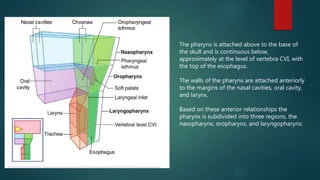 The pharynx is attached above to the base of
the skull and is continuous below,
approximately at the level of vertebra CVI, with
the top of the esophagus.
The walls of the pharynx are attached anteriorly
to the margins of the nasal cavities, oral cavity,
and larynx.
Based on these anterior relationships the
pharynx is subdivided into three regions, the
nasopharynx, oropharynx, and laryngopharynx:
 