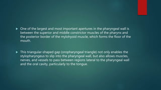  One of the largest and most important apertures in the pharyngeal wall is
between the superior and middle constrictor muscles of the pharynx and
the posterior border of the mylohyoid muscle, which forms the floor of the
mouth.
 This triangular-shaped gap (oropharyngeal triangle) not only enables the
stylopharyngeus to slip into the pharyngeal wall, but also allows muscles,
nerves, and vessels to pass between regions lateral to the pharyngeal wall
and the oral cavity, particularly to the tongue.
 