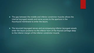  The gap between the middle and inferior constrictor muscles allows the
internal laryngeal vessels and nerve access to the aperture in the
thyrohyoid membrane to enter the larynx.
 The recurrent laryngeal nerves and accompanying inferior laryngeal vessels
enter the larynx posterior to the inferior horn of the thyroid cartilage deep
to the inferior margin of the inferior constrictor muscle.
 