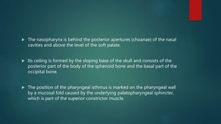  The nasopharynx is behind the posterior apertures (choanae) of the nasal
cavities and above the level of the soft palate.
 Its ceiling is formed by the sloping base of the skull and consists of the
posterior part of the body of the sphenoid bone and the basal part of the
occipital bone.
 The position of the pharyngeal isthmus is marked on the pharyngeal wall
by a mucosal fold caused by the underlying palatopharyngeal sphincter,
which is part of the superior constrictor muscle.
 