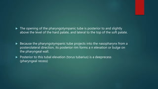  The opening of the pharyngotympanic tube is posterior to and slightly
above the level of the hard palate, and lateral to the top of the soft palate.
 Because the pharyngotympanic tube projects into the nasopharynx from a
posterolateral direction, its posterior rim forms a n elevation or bulge on
the pharyngeal wall.
 Posterior to this tubal elevation (torus tubarius) is a deeprecess
(pharyngeal recess)
 