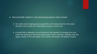 Mucosal folds related t o the pharyngotympanic tube include:
 the small vertical salpingopharyngeal fold, which descends from the tubal
elevation and overlies the salpingopharyngeus muscle, and
 a broad fold or elevation (torus levatorius) that appears to emerge from just
under the opening of the pharyngotympanic tube, continues medially onto the
upper surface of the soft palate, and overlies the levator veli palatini muscle.
 