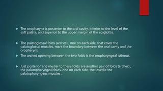  The oropharynx is posterior to the oral cavity, inferior to the level of the
soft palate, and superior to the upper margin of the epiglottis.
 The palatoglossal folds (arches) , one on each side, that cover the
palatoglossal muscles, mark the boundary between the oral cavity and the
oropharynx.
 The arched opening between the two folds is the oropharyngeal isthmus.
 Just posterior and medial to these folds are another pair of folds (arches) ,
the palatopharyngeal folds, one on each side, that overlie the
palatopharyngeus muscles .
 