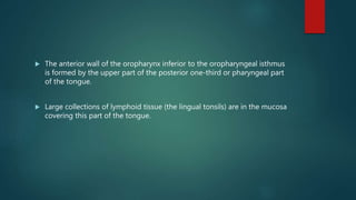  The anterior wall of the oropharynx inferior to the oropharyngeal isthmus
is formed by the upper part of the posterior one-third or pharyngeal part
of the tongue.
 Large collections of lymphoid tissue (the lingual tonsils) are in the mucosa
covering this part of the tongue.
 