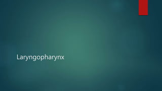 Laryngopharynx
 