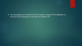  The laryngopharynx extends from the superior margin of the epiglottis to
the top of the esophagus at the level of vertebra CVI
 