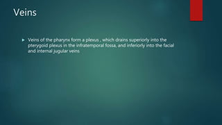 Veins
 Veins of the pharynx form a plexus , which drains superiorly into the
pterygoid plexus in the infratemporal fossa, and inferiorly into the facial
and internal jugular veins
 