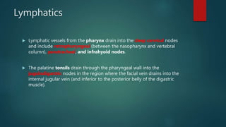 Lymphatics
 Lymphatic vessels from the pharynx drain into the deep cervical nodes
and include retropharyngeal (between the nasopharynx and vertebral
column), paratracheal, and infrahyoid nodes.
 The palatine tonsils drain through the pharyngeal wall into the
jugulodigastric nodes in the region where the facial vein drains into the
internal jugular vein (and inferior to the posterior belly of the digastric
muscle).
 