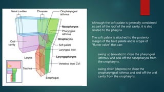 Although the soft palate is generally considered
as part of the roof of the oral cavity, it is also
related to the pharynx.
The soft palate is attached to the posterior
margin of the hard palate and is a type of
"flutter valve" that can:
swing up (elevate) to close the pharyngeal
isthmus, and seal off the nasopharynx from
the oropharynx,
swing down (depress) to close the
oropharyngeal isthmus and seal off the oral
cavity from the oropharynx.
 